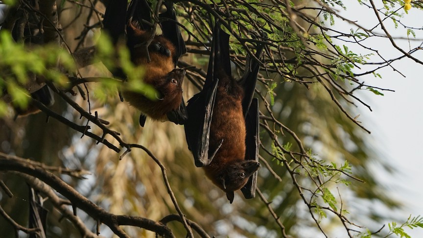 Bats carry the nipah virus